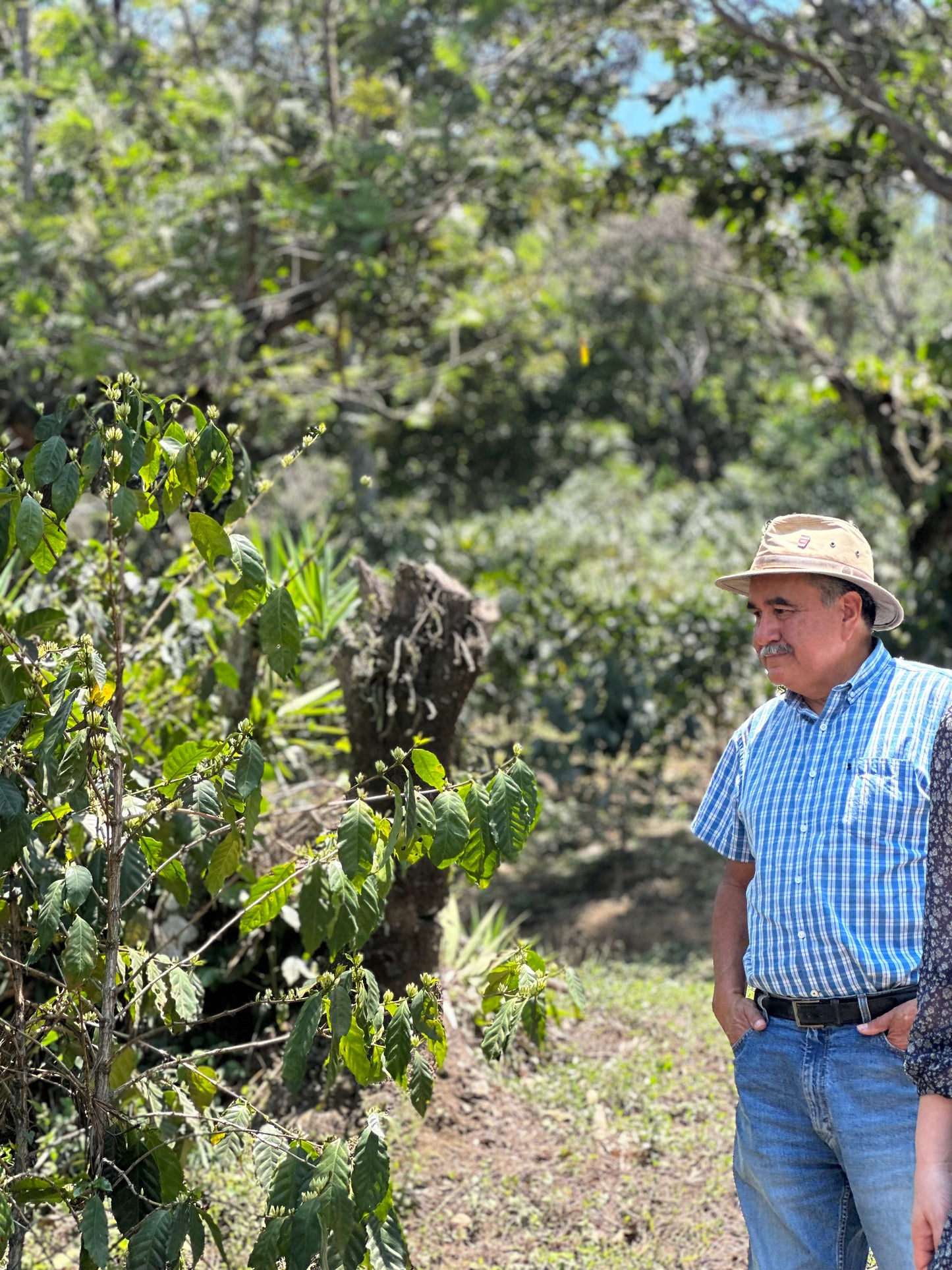 【NEW】GUATEMALA Finca La Soledad