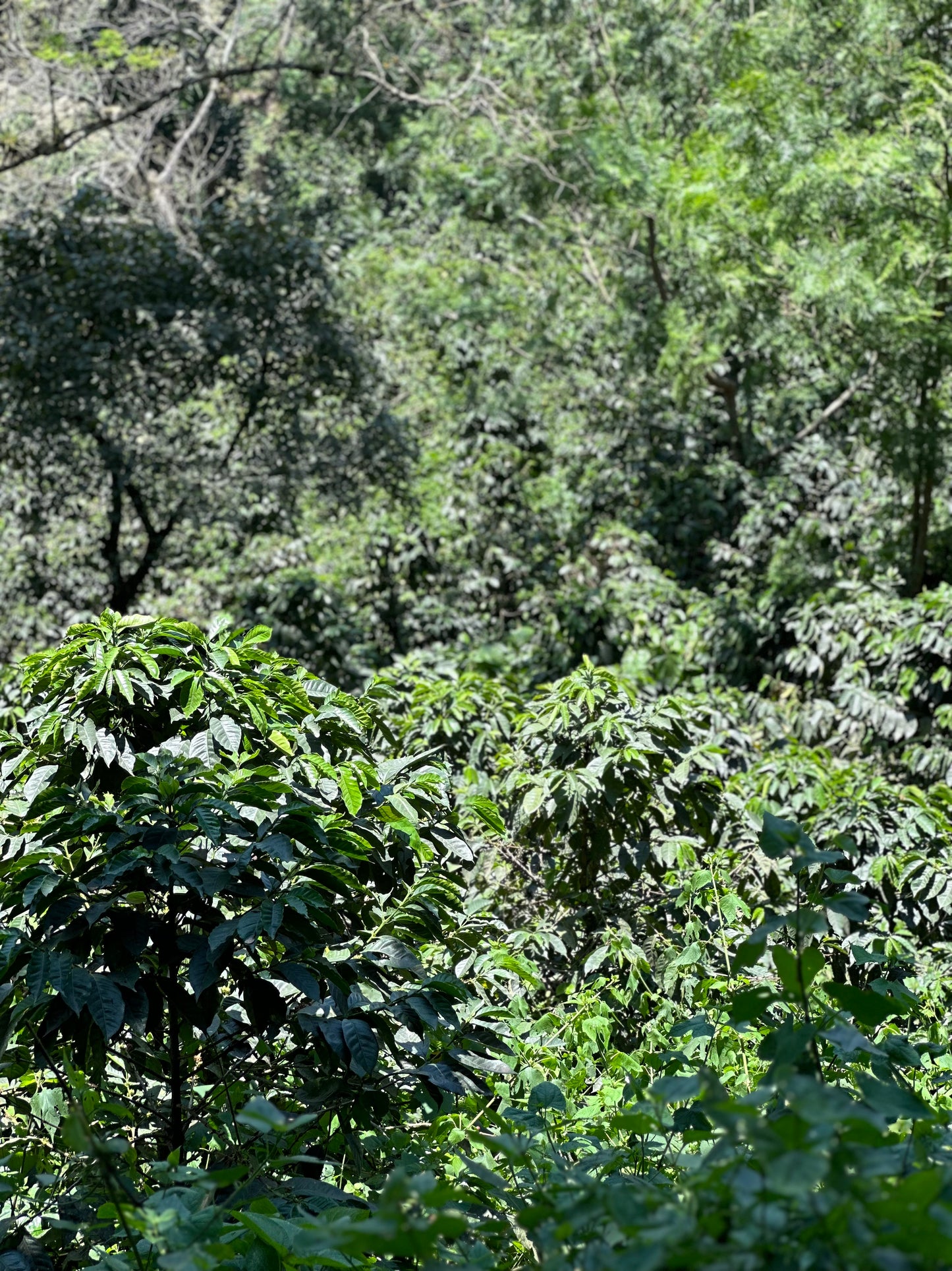 【NEW】GUATEMALA Finca La Soledad