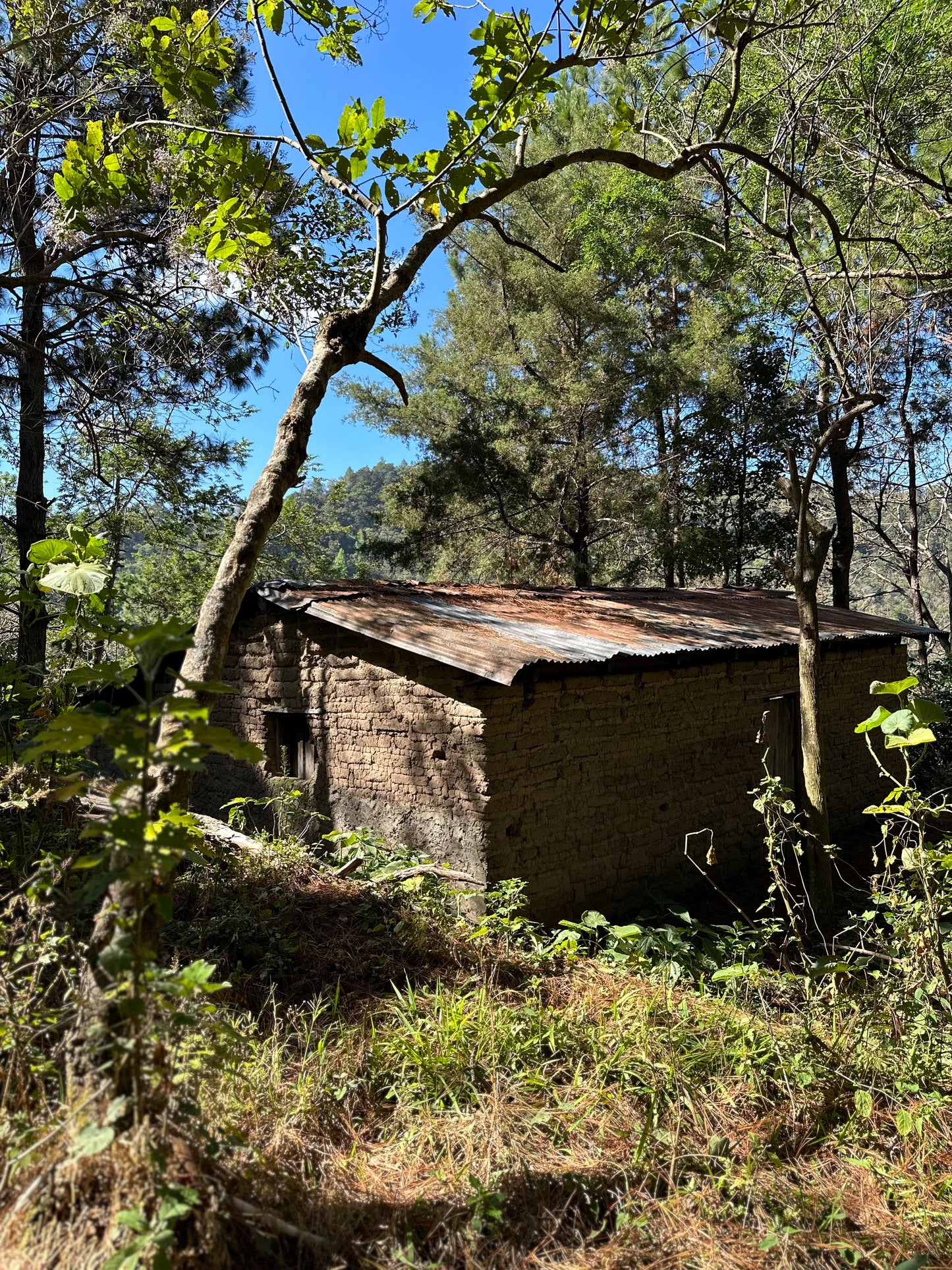 【EXCLUSIVE】El Salvador Finca Santa Rosa P61