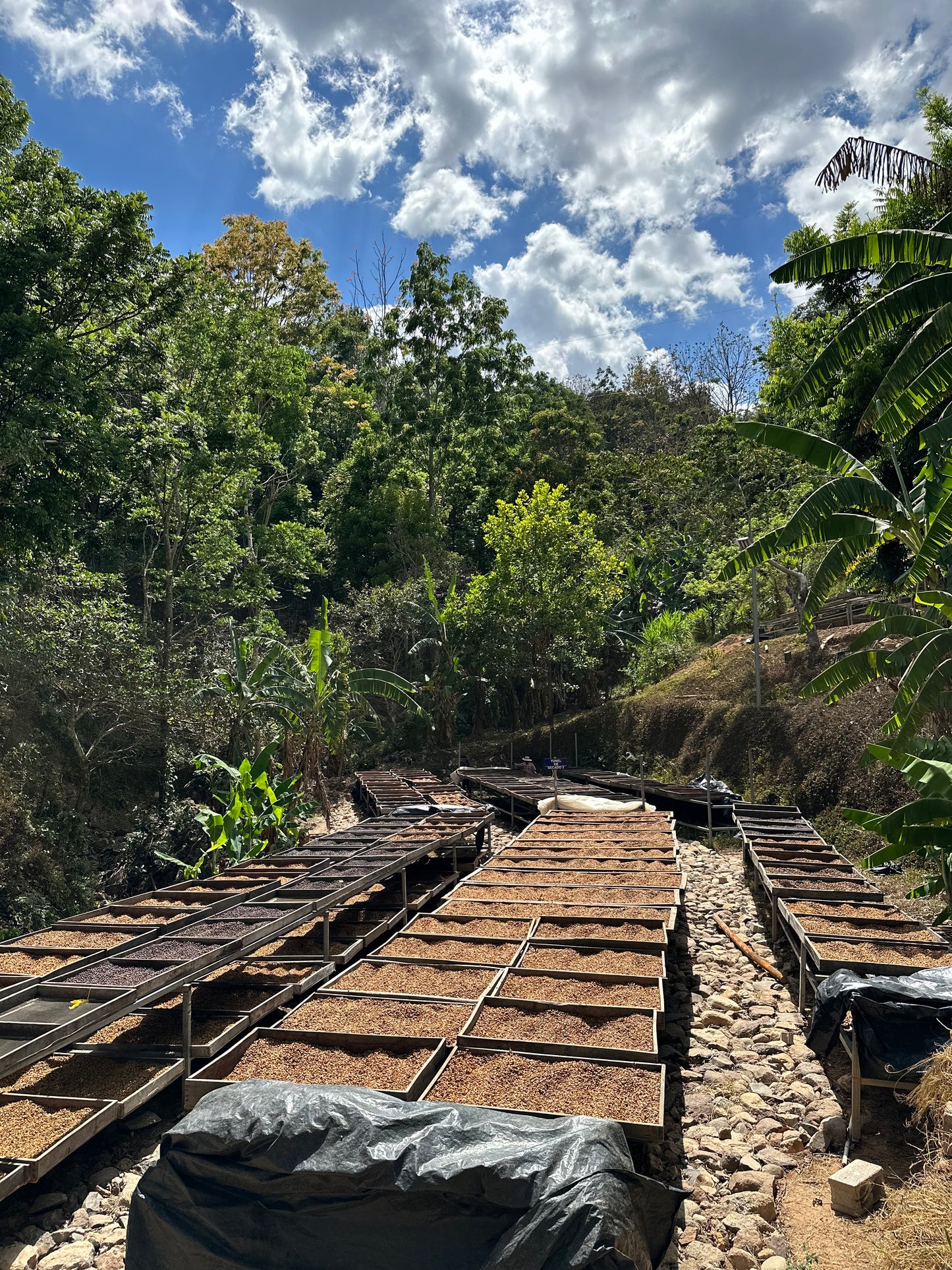 【EXCLUSIVE】El Salvador Finca Santa Rosa P61