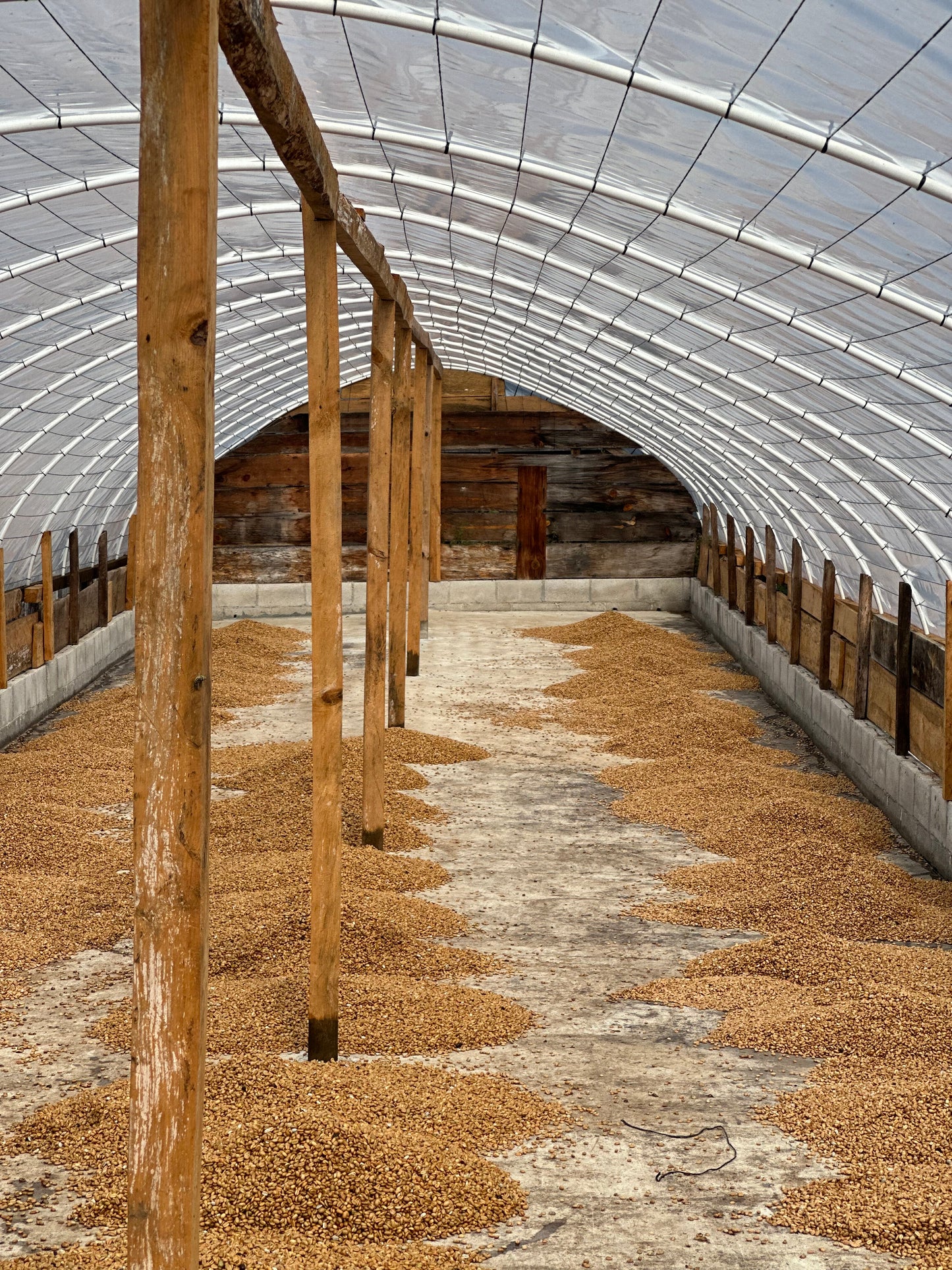 【SPECIAL】GUATEMALA Finca La Bella Geisha