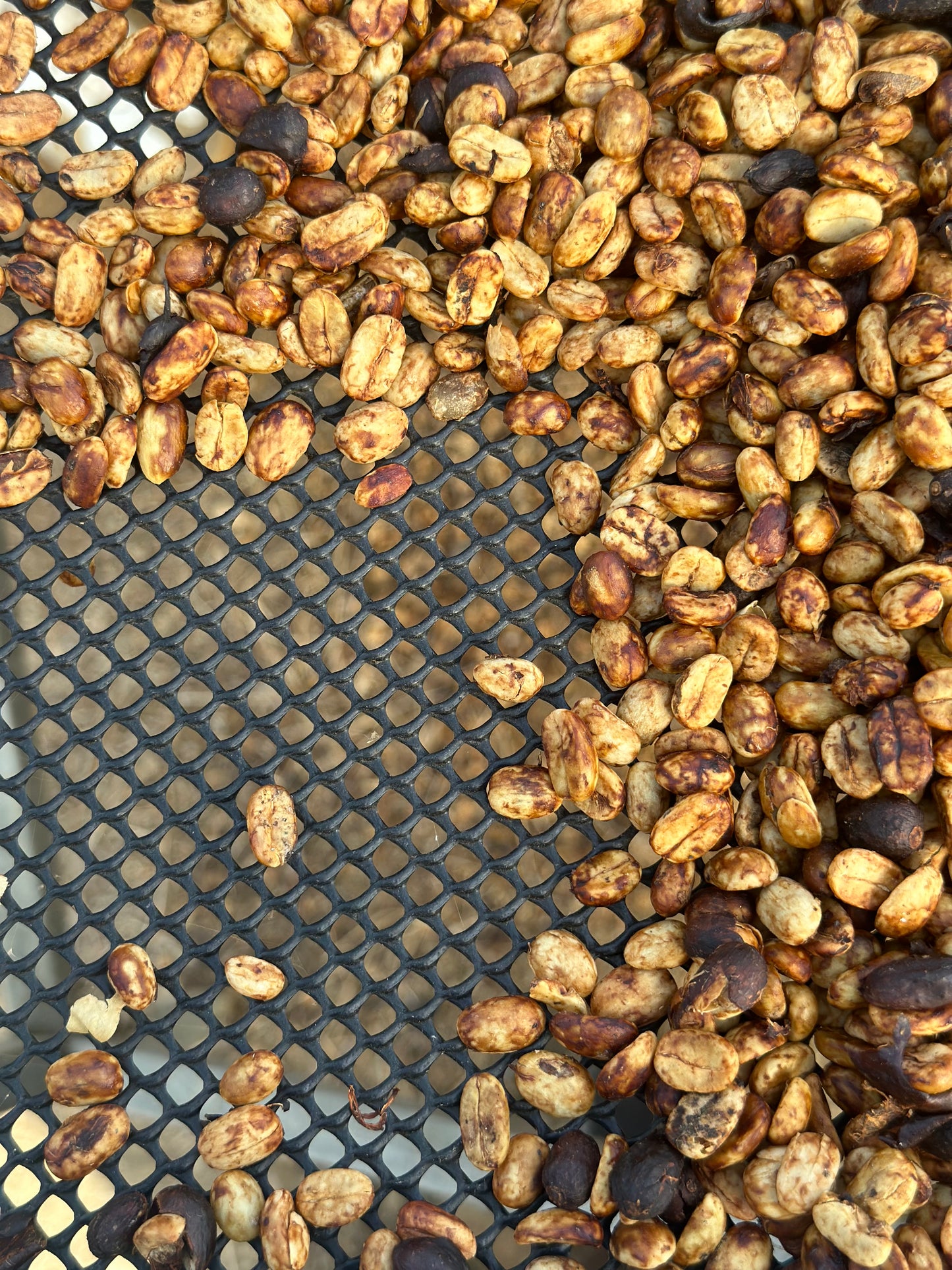 【NEW】COSTA RICA Santa Teresa 2000