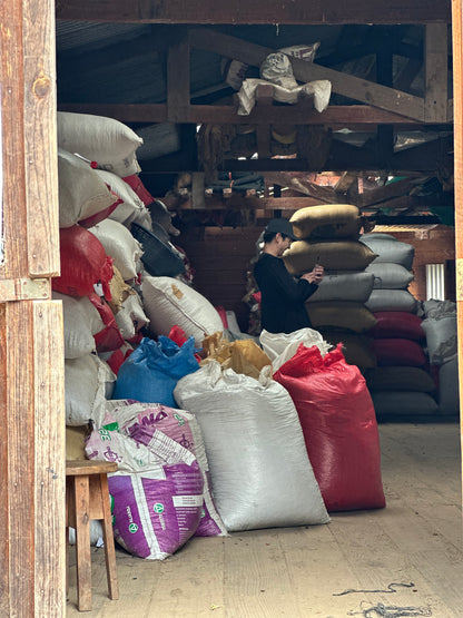 【SPECIAL】GUATEMALA Finca La Bella Geisha