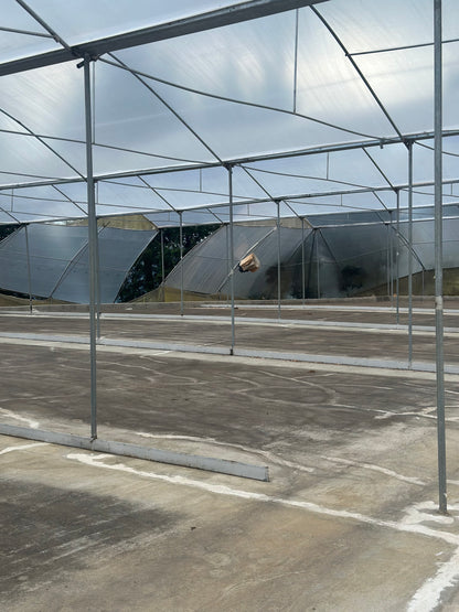 【NEW】COSTA RICA Santa Teresa 2000