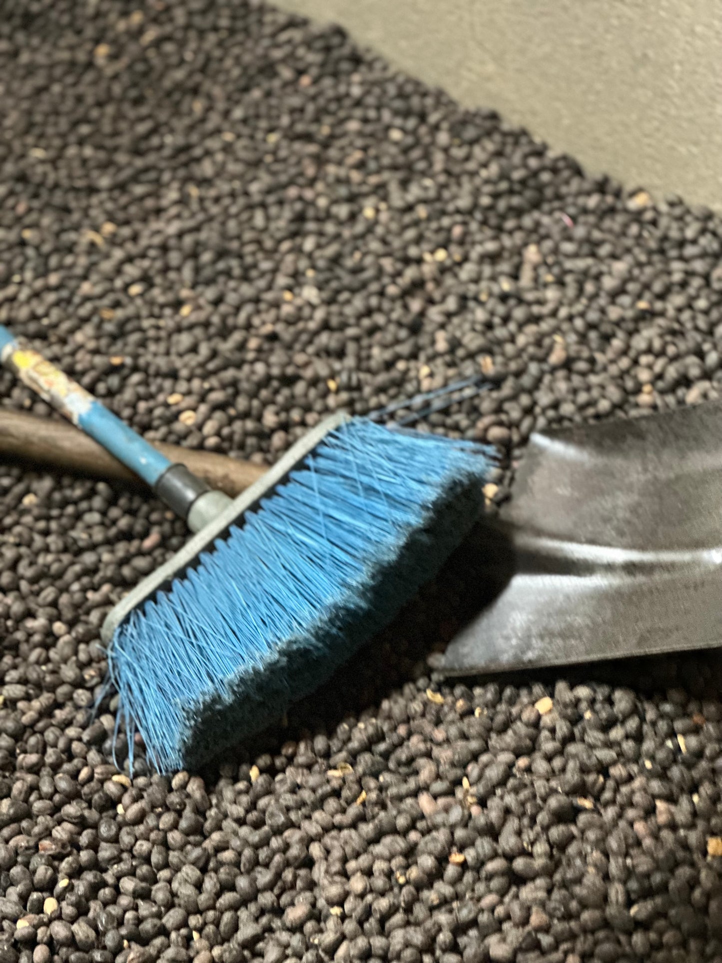 【SPECIAL】GUATEMALA Finca La Bella Geisha