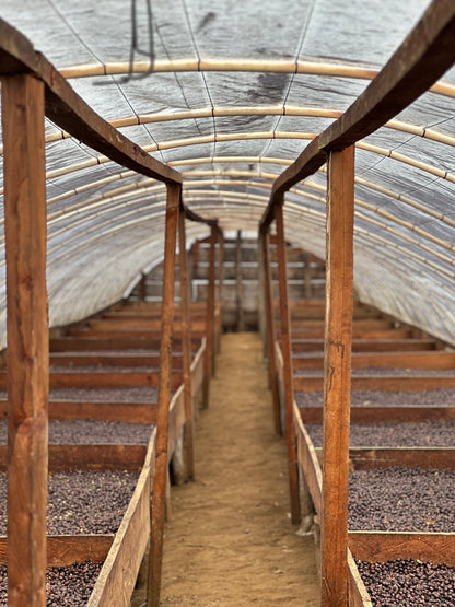 【SPECIAL】GUATEMALA Finca La Bella Geisha