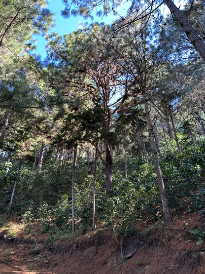 【EXCLUSIVE】El Salvador Finca Santa Rosa P61