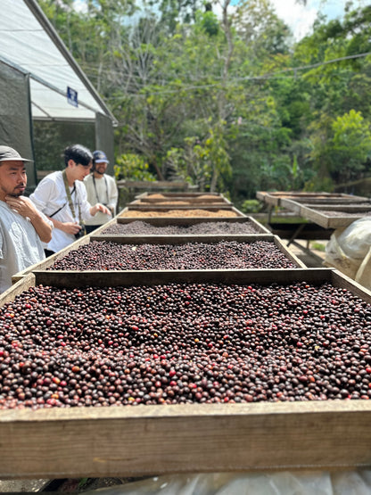 【EXCLUSIVE】El Salvador Finca Santa Rosa P61