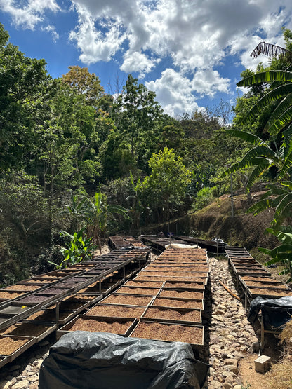 【EXCLUSIVE】El Salvador Finca Santa Rosa P61
