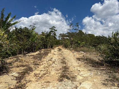 【SPECIAL】GUATEMALA Finca El Pinal Geisha