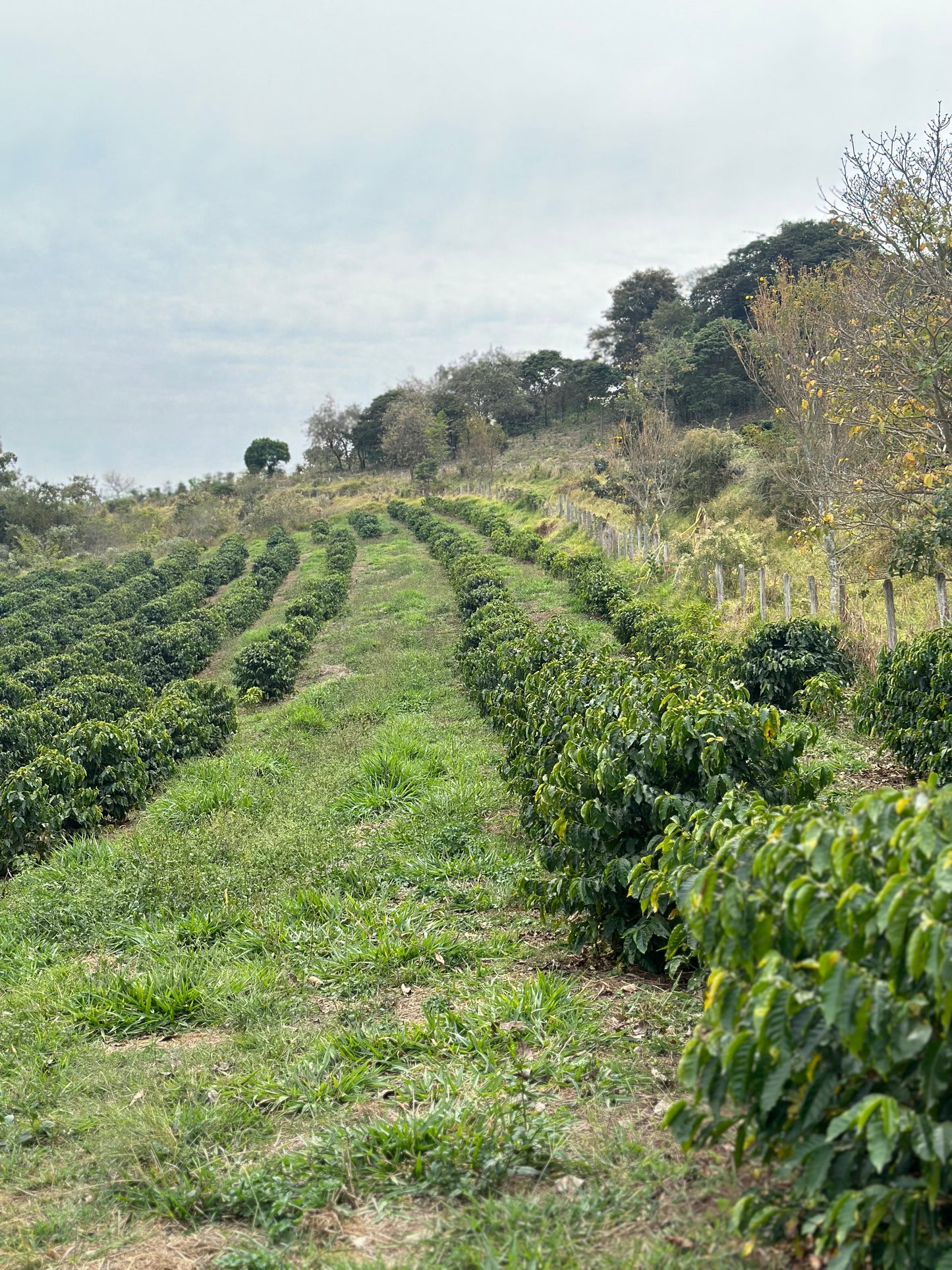 BRAZIL Fazenda UM