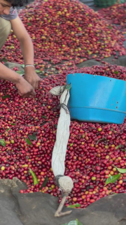 【NEW】HONDURAS Finca El Itacayo