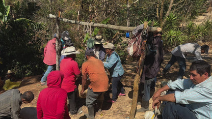 【SPECIAL】GUATEMALA Finca El Pinal Geisha