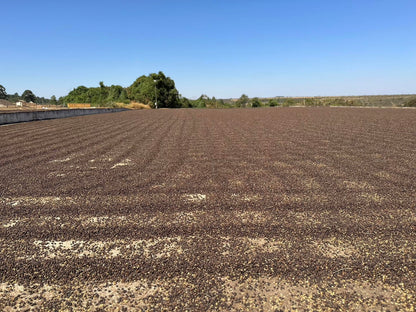 【DARK ROAST】BRAZIL Fazenda Rio Brilhante